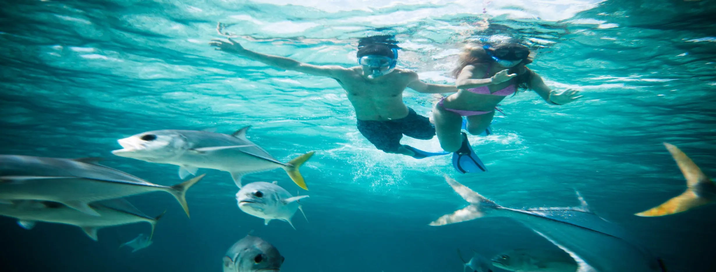 Image for Immerse in Belizean Wildlife
